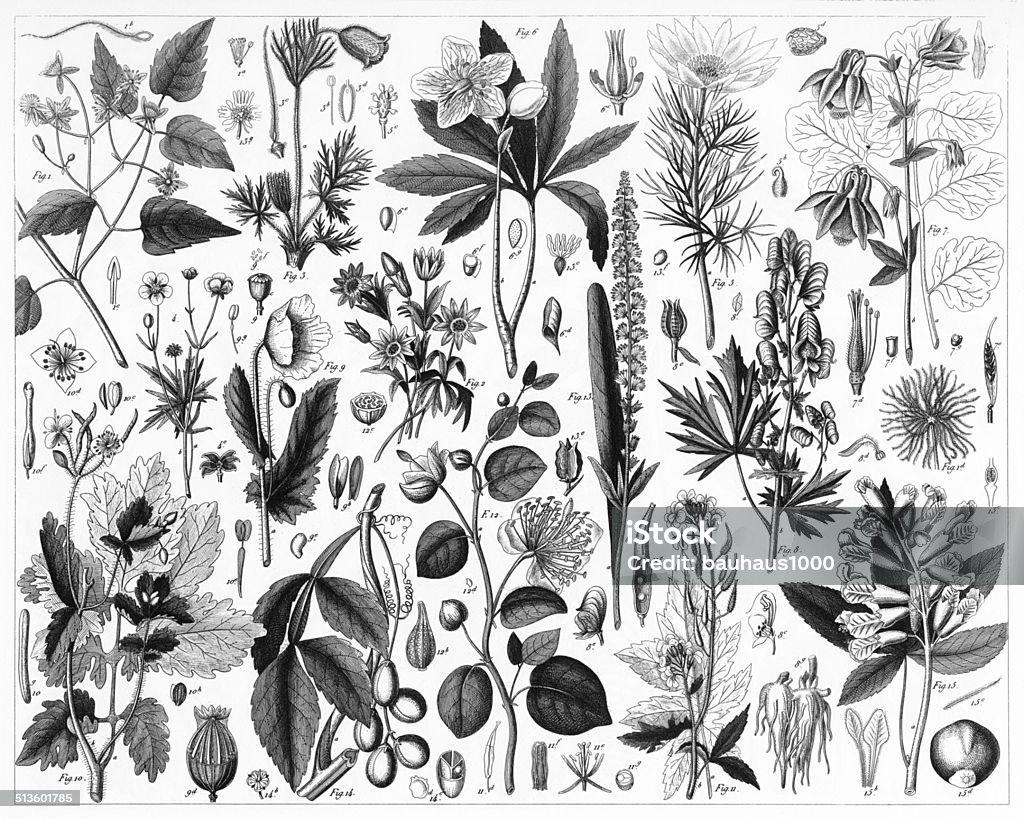 Cutivated Plants Engraved illustrations of Cultivated Plants of the Ranunculaceae and other Families from Iconographic Encyclopedia of Science, Literature and Art, Published in 1851. Copyright has expired on this artwork. Digitally restored. Mustard Plant stock illustration