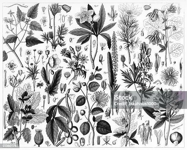 Cutivated Plants Stock Illustration - Download Image Now - Mustard Plant, Poppy - Plant, Botany