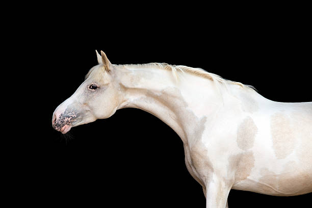 istock White pony with spots on black background 513602699