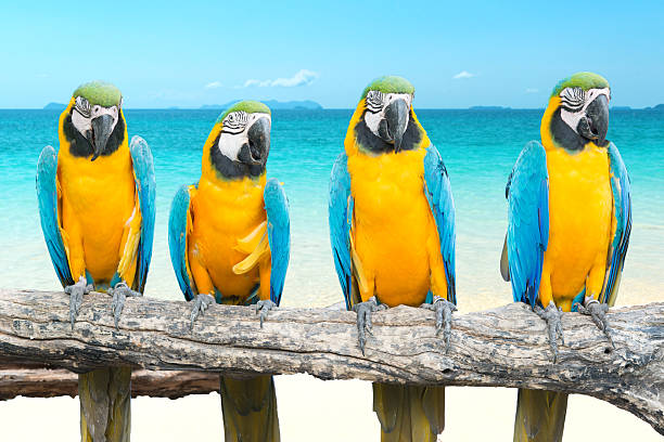 istock Blue and Gold Macaw on tropical beautiful beach and sea 513603174