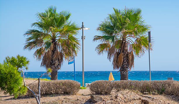 istock palms in Poetto beach 513603333