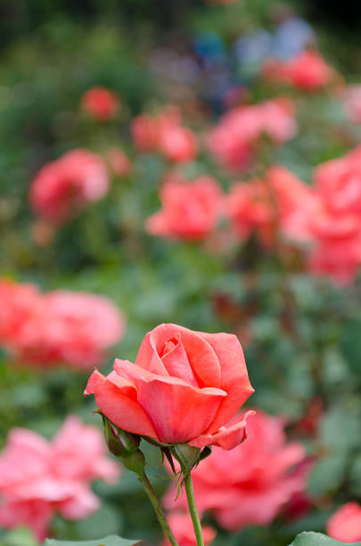 istock Separate pink rose in the garden 513603811