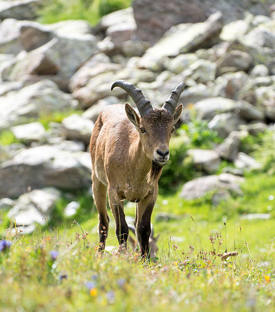 istock West Caucasian tur, Caucasian National Park 513603823