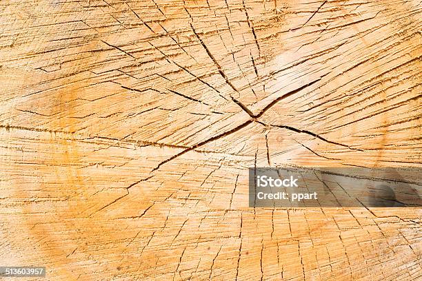 Piled Tree Trunk Stock Photo - Download Image Now - Aging Process, Annual - Plant Attribute, Circle