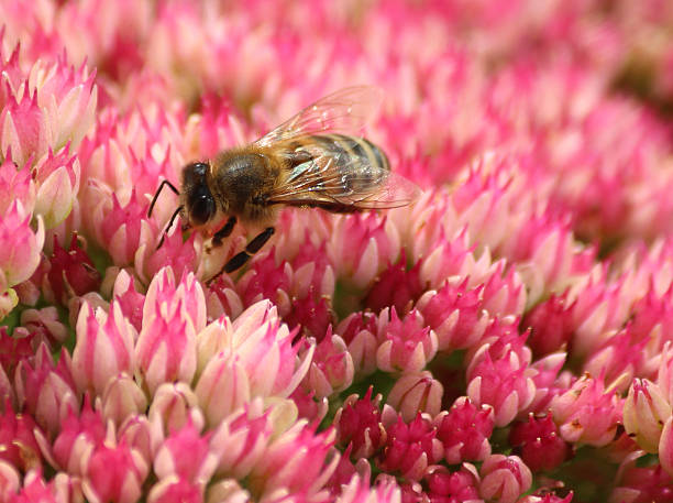 miel abeille nourrir, pollen, rose sedum fleurs hylotelephium-spectabile, stonecrop, glace-plante - succulent plant sedum temperate flower perennial photos et images de collection
