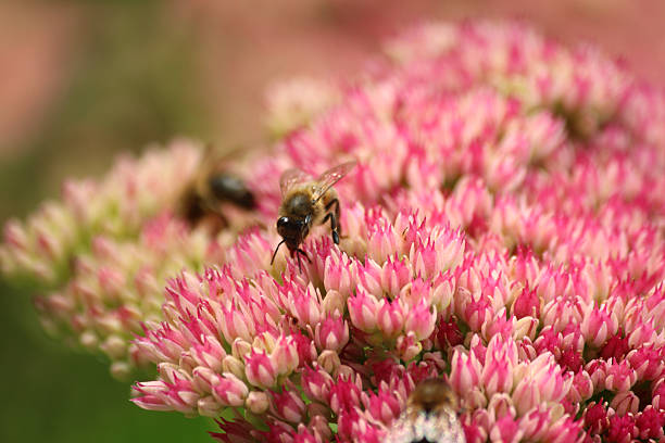 miel abeille nourrir, pollen, rose sedum fleurs hylotelephium-spectabile, stonecrop, glace-plante - succulent plant sedum temperate flower perennial photos et images de collection