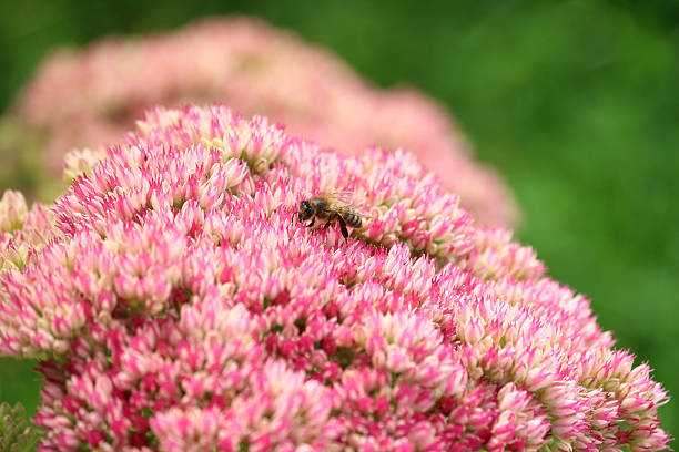 miel abeille nourrir, pollen, rose sedum fleurs hylotelephium-spectabile, stonecrop, glace-plante - succulent plant sedum temperate flower perennial photos et images de collection