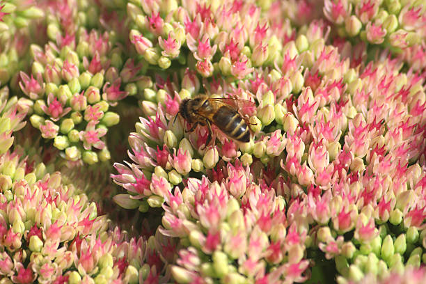 miel abeille nourrir, pollen, rose sedum fleurs hylotelephium-spectabile, stonecrop, glace-plante - succulent plant sedum temperate flower perennial photos et images de collection