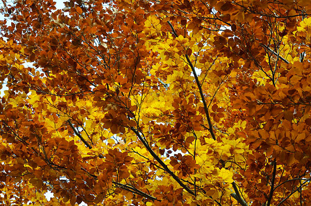 istock Upper branches of the autumnal trees 513605987