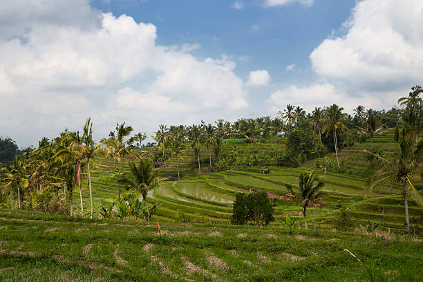 istock Rice paddies in Bali Indonesia 513623428