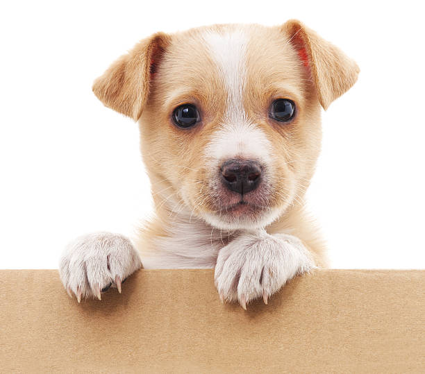istock Brown puppy in a box. 513623590