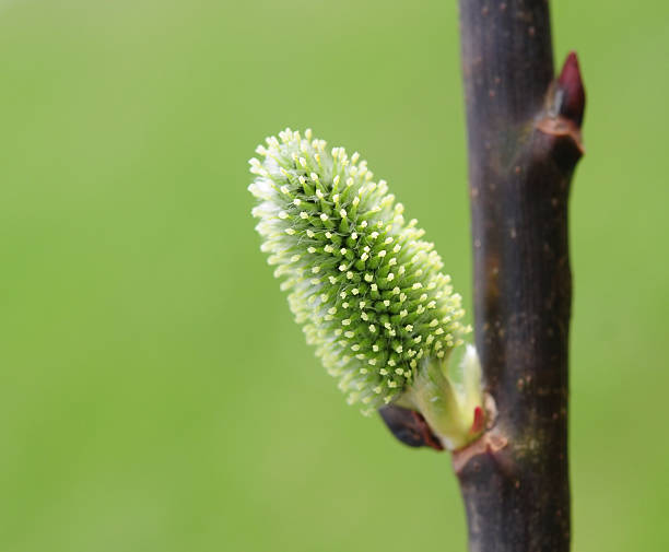 Spring stock photo