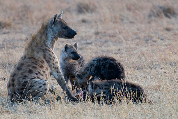 istock Hyenas in the morning 513625388