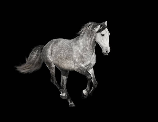 istock isolate of the gray horse on the black background 513625678