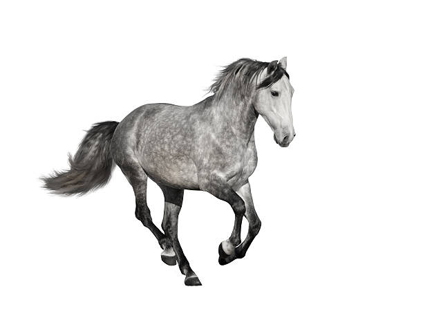 istock isolate of the gray horse on the white background 513625782
