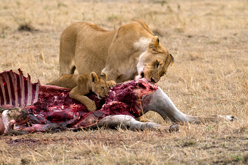 Lions Feeding in Masai Mara Kenya