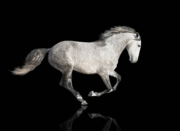 istock isolate of the gray horse on the black background 513625928