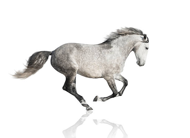 istock isolate of the gray horse on the white background 513625938