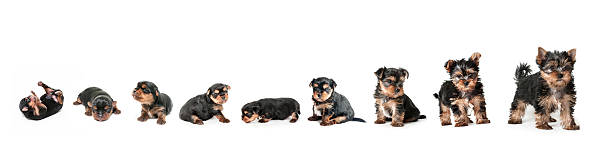 Stages of growth puppy yorkshire terrier Stages of growth puppy yorkshire terrier up to 2 months newborn yorkie puppies stock pictures, royalty-free photos & images