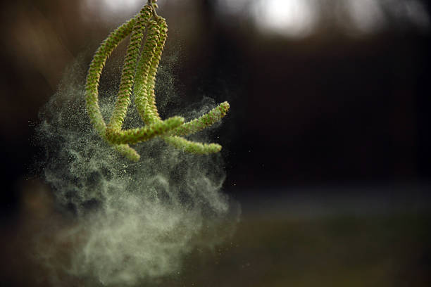 hazel amentos y baile en el viento polen - polen fotografías e imágenes de stock