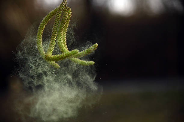 개 암 나무 catkins, 꽃가루 댄스 풍력 - pollen 뉴스 사진 이미지