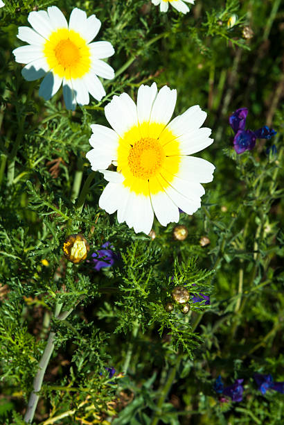 istock Field of wonderful daisy flowers 513626764