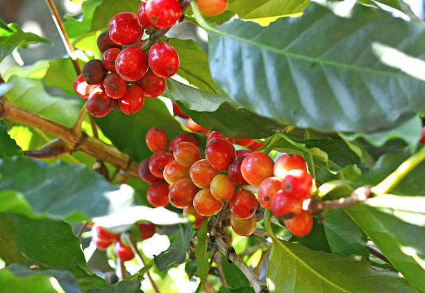 istock Coffee beans ripening on tree in North of thailand 513626882