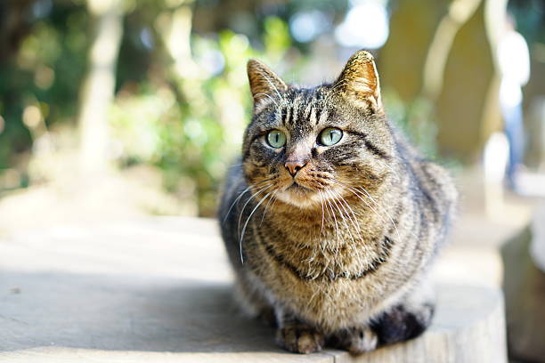 istock Cat in Enoshima Island 513627146