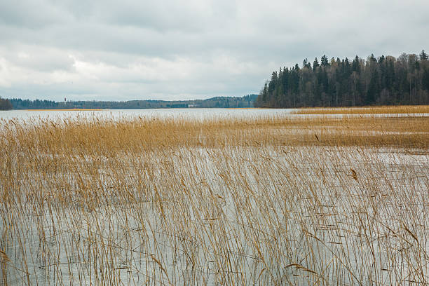 Reeds at the northern lake stock photo
