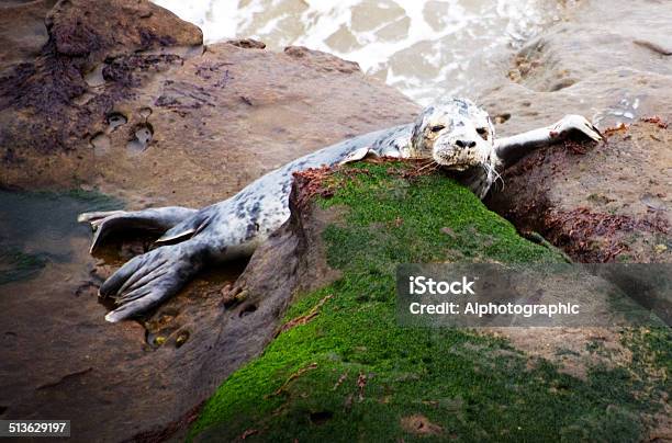 Grey Seal Stock Photo - Download Image Now - Animal Wildlife, Breaking, Breaking Wave