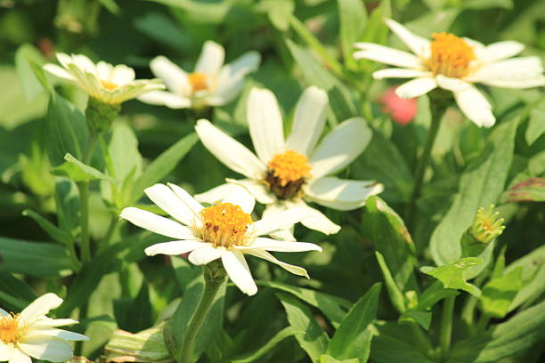 istock flower in garden 513629378