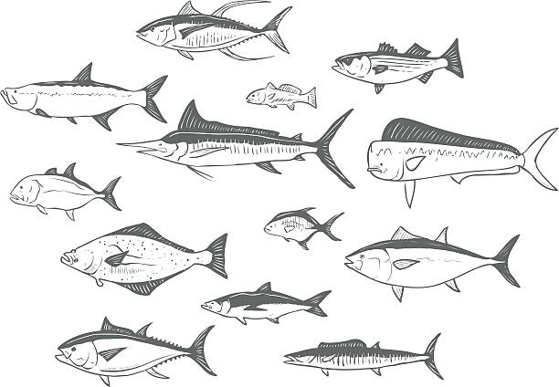 sukienka eksponuje naszkicowaną fish - rockfish stock illustrations