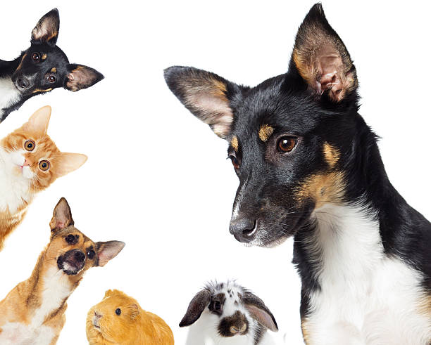 istock Group of pets peeking 513629920