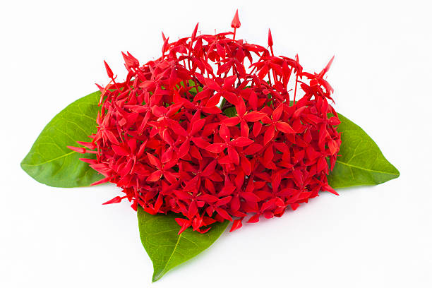 istock Rubiaceae - indian jusmine - Thai Garden 513630001