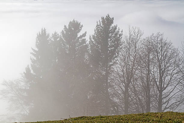 деревья в туман - inversion layer стоковые фото и изображения