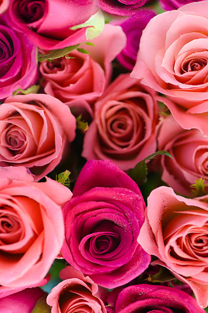 istock Roses Bouquet on the blue background. 513630360