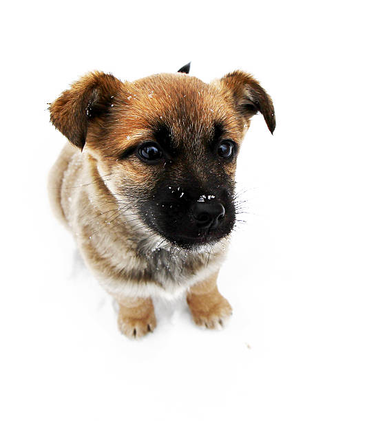 istock Puppy portrait 513630525