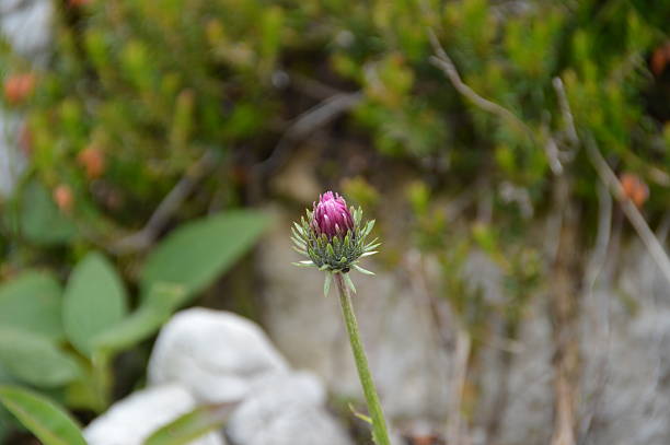Little flowers in the mountain of Tauplitz ( Styria, Austria )