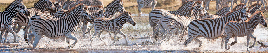 Burchells Zebra in headlong flight through a waterhole, Makgadikgadi Pans, Botswana, Africa