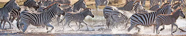 Burchells Zebra in headlong flight through a waterhole, Makgadikgadi Pans, Botswana, Africa