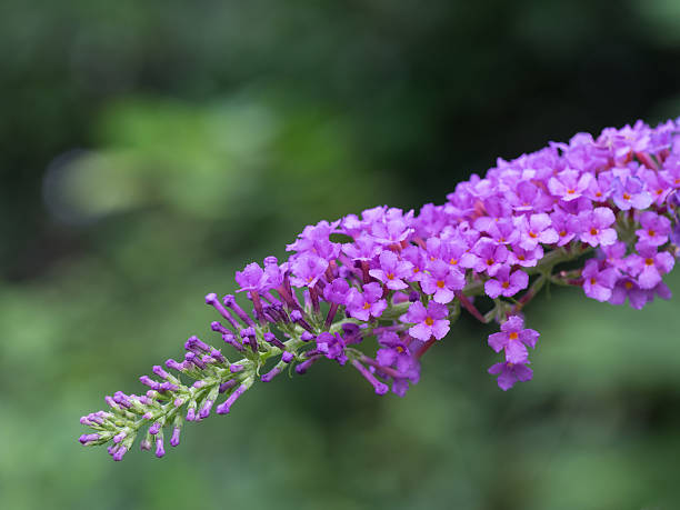 istock Beautiful light purple Buddleja japonica 513631069