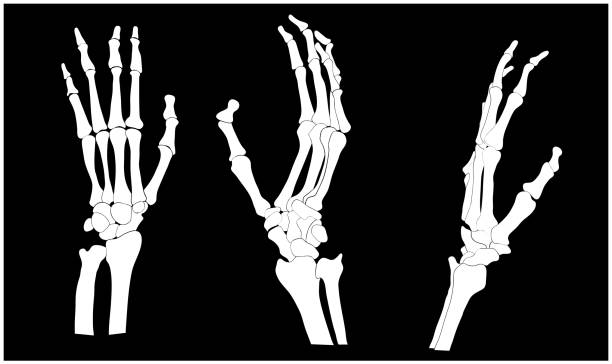 SKELETON HANDS set of skeleton hands, vector illustration human skeleton stock illustrations