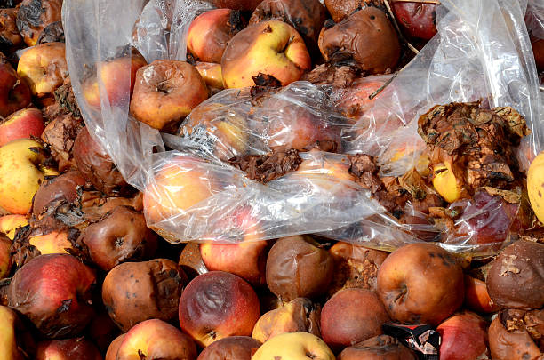 istock Organic pollution concept. Rotten apples 513631336