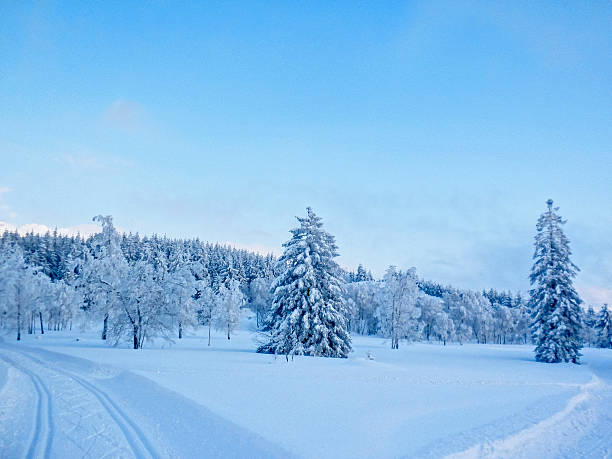 carro trilhas na neve de inverno à noite no preto floresta - schneelandschaft - fotografias e filmes do acervo