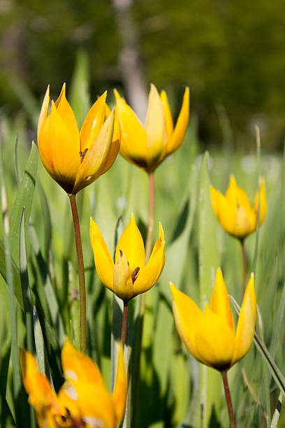sauvage tulipes dans la zone jaune - lady tulip photos et images de collection