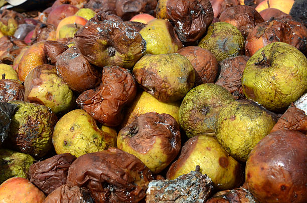 istock Organic pollution concept. Rotten apples 513631870
