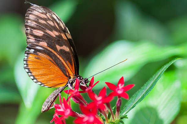 istock Heliconius melpomene butterfly, eating at a flower. 513632179