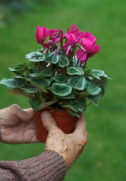 istock Grandparent with flower 513632205