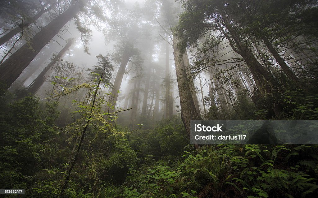 Foggy morning in a forest Foggy morning in a forest.beautiful landscape on a foggy morning in the woods. Art Stock Photo