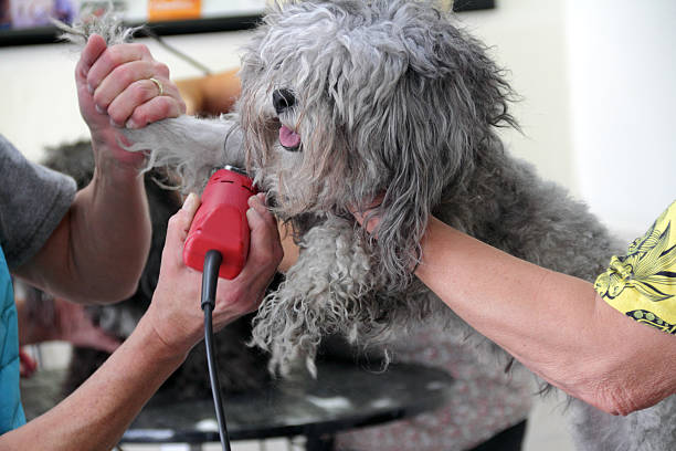 dog shaving stock photo